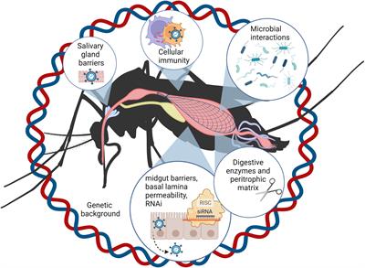 Intrinsic factors driving mosquito vector competence and viral evolution: a review